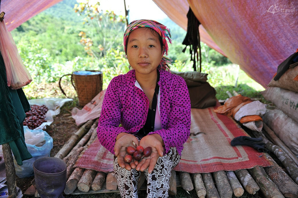 Fille de M. So tenant des baies de cardamomes fille monsieur so tenant baies de cardamomes