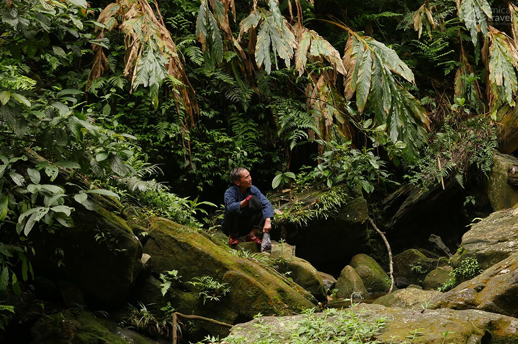 M. So dans la forêt primaire m so foret primaire