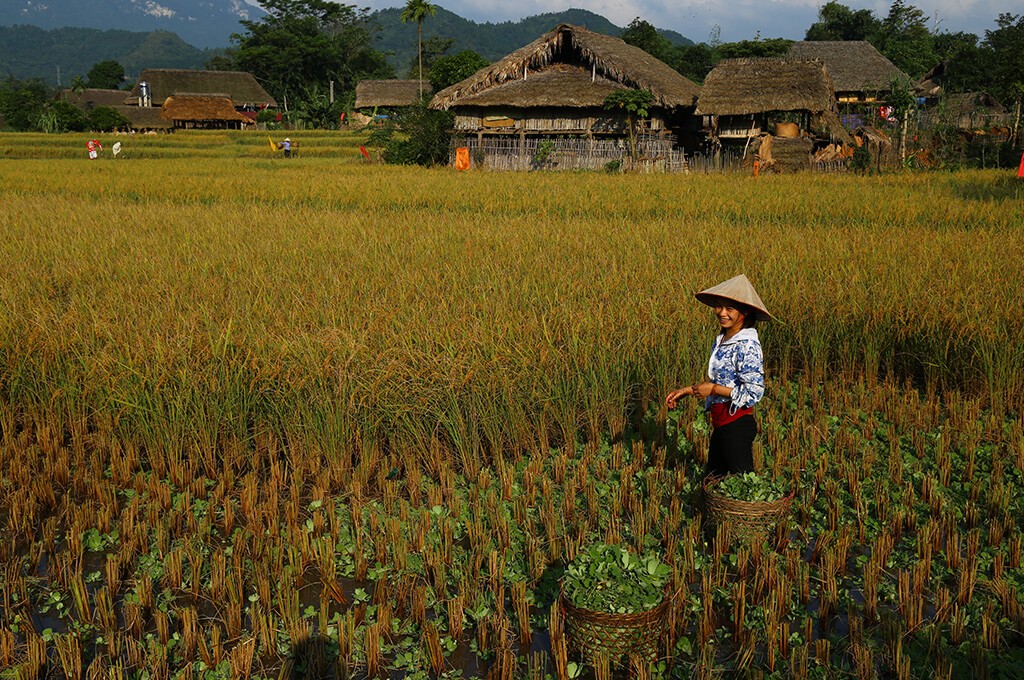 De Mu Cang Chai A Ha Giang Rizieres Et Marches Amica Travel