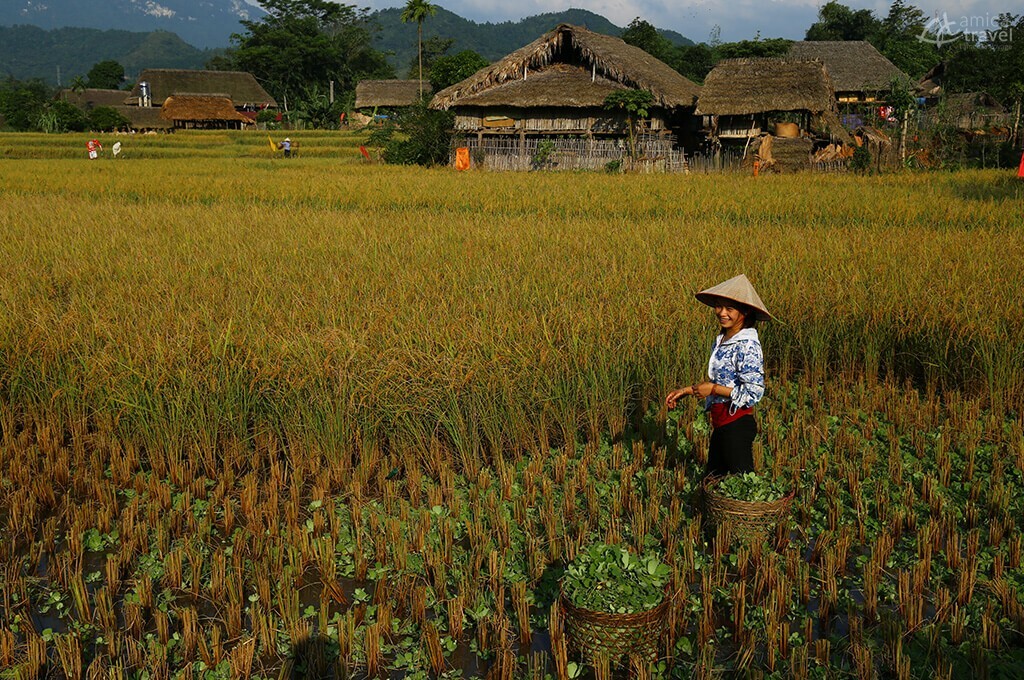 De Mu Cang Chai à Ha Giang : rizières et marchés | Amica Travel